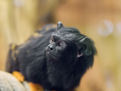 Roodhandtamarin - De Zonnegloed - Dierenpark - Dieren opvangcentrum - Sanctuary